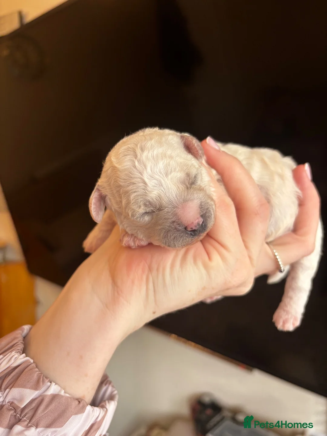Bichon Frise dogs for sale: Bichon frise in Carlisle - Advert 2