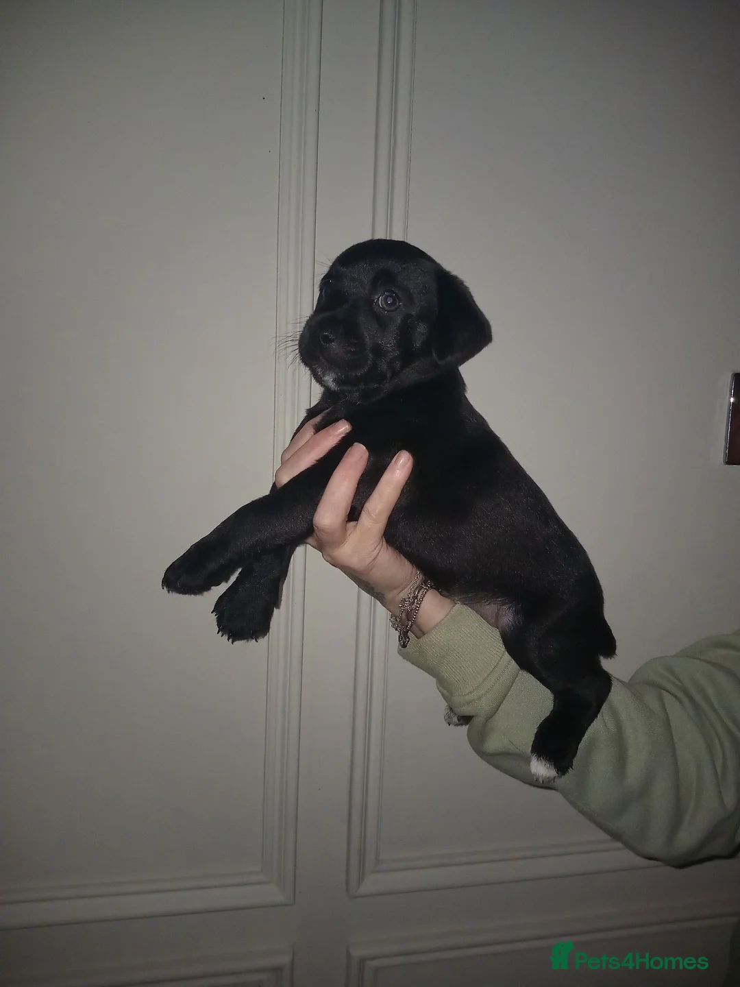 Patterdale Terrier dogs for sale:   nuttall and brae buck Patterdale Terrier pups - Advert 13