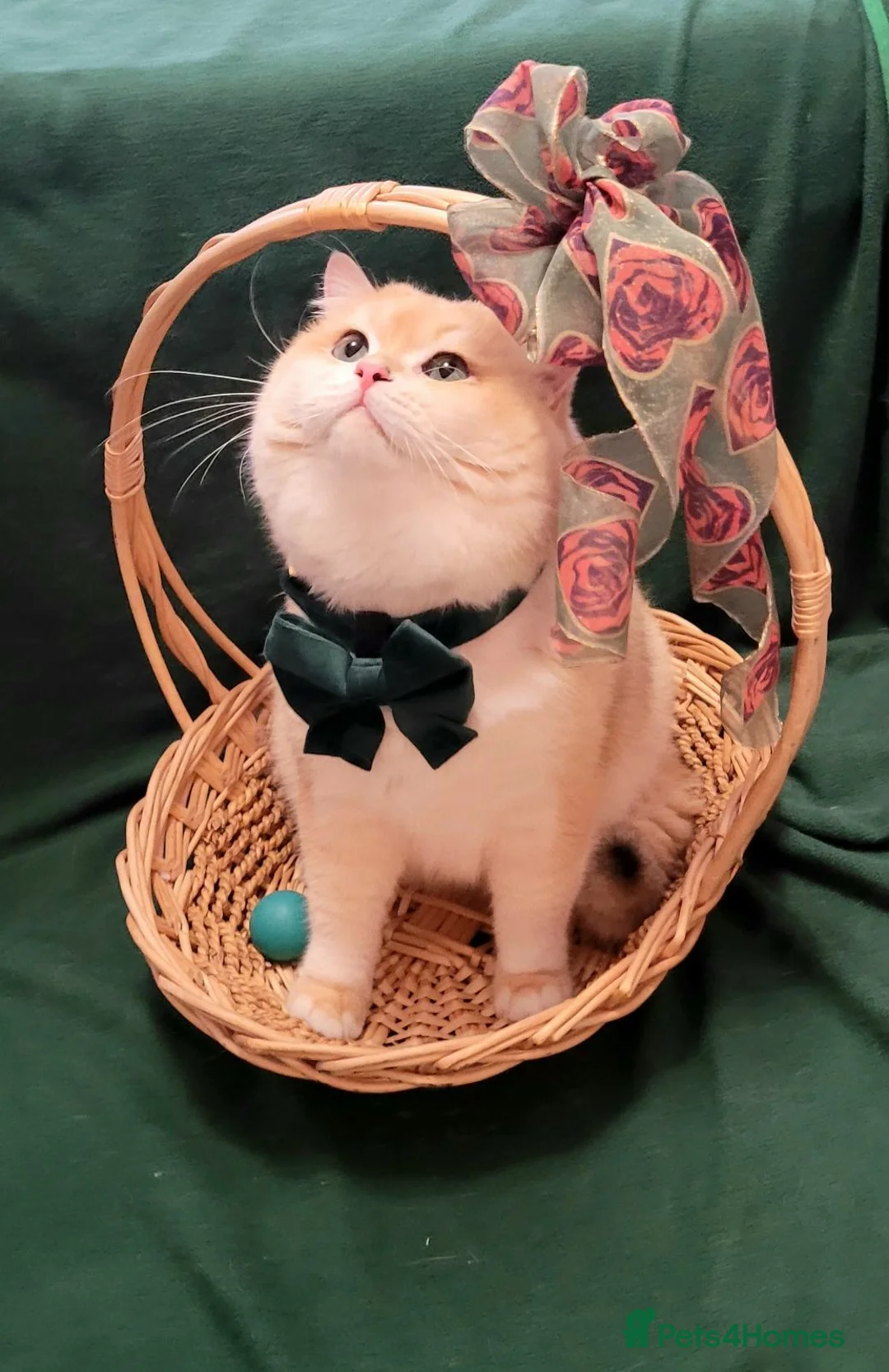 British Shorthair cats for stud: Pedigree Golden BSHstud, Emerald eyes, Active rg - Advert 5