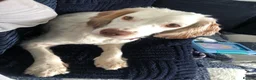 Cocker Spaniel dogs for sale: Hazel  - Advert 3