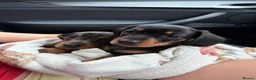 Miniature Dachshund dogs for sale: Miniature dachshund puppies 🐶 READY NOW - Advert 3