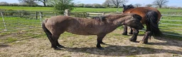 Dartmoor horses for sale: Gorg Dartmoor Fell mare 3 1/2 yrs in Wrexham - Advert 4