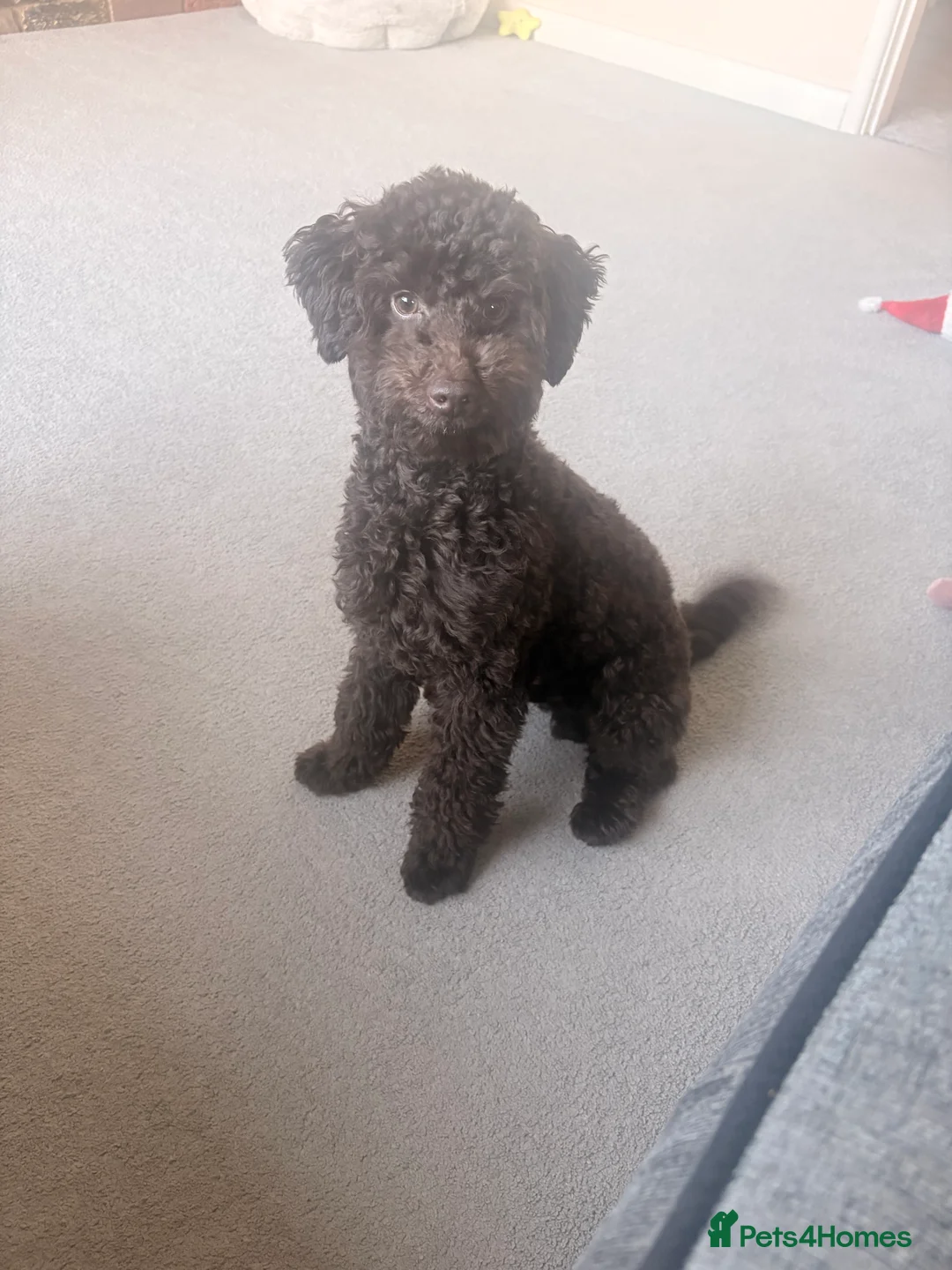 Toy Poodle dogs for sale: Male 7 months Toy poodle, Chocolate in Waltham Cross - Advert 2