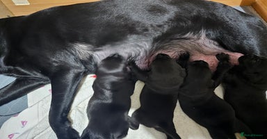 Labrador Retriever dogs - Advert 7