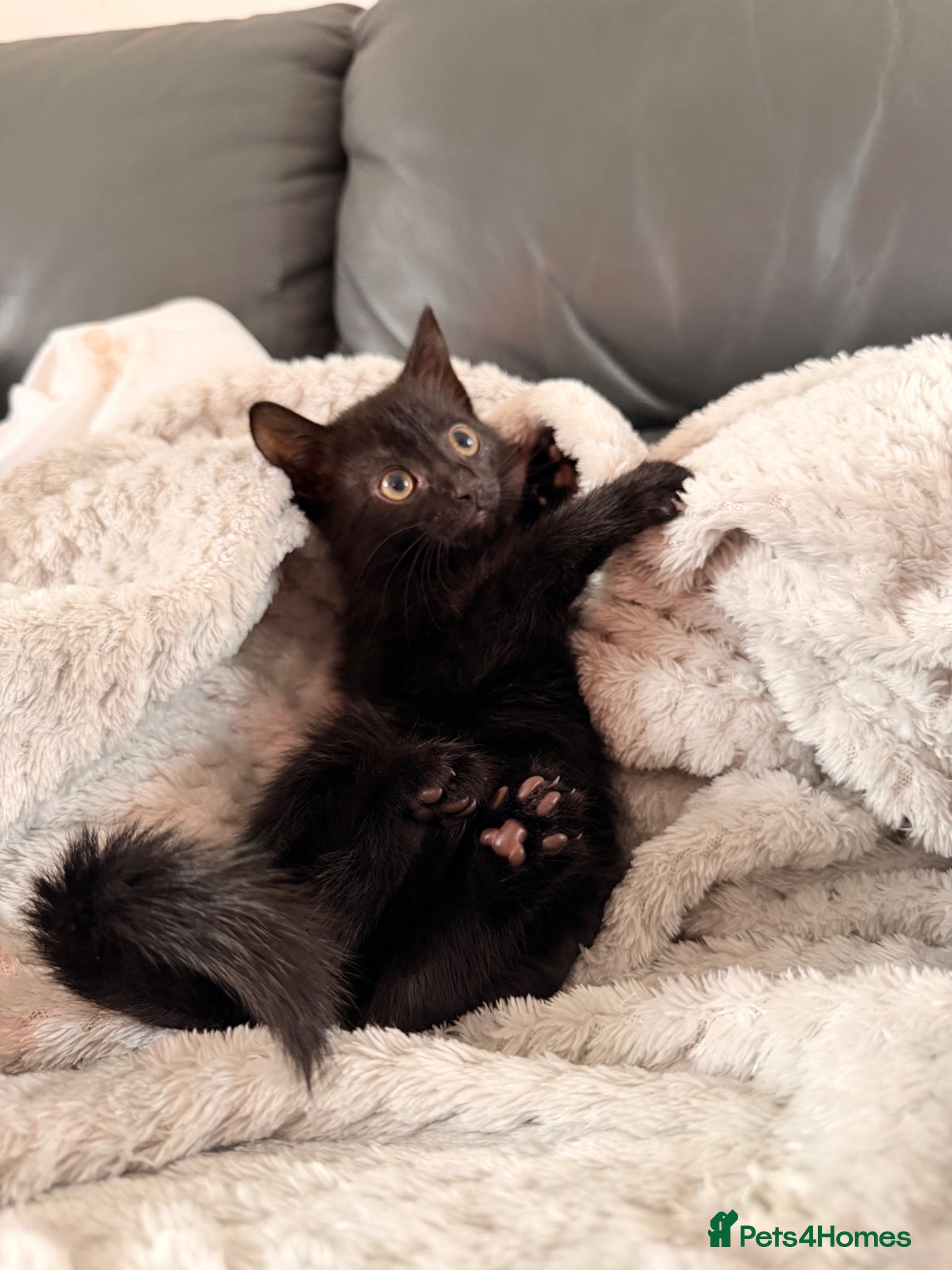 Mixed Breed cats Gorgeous playful kitten  - Advert 1