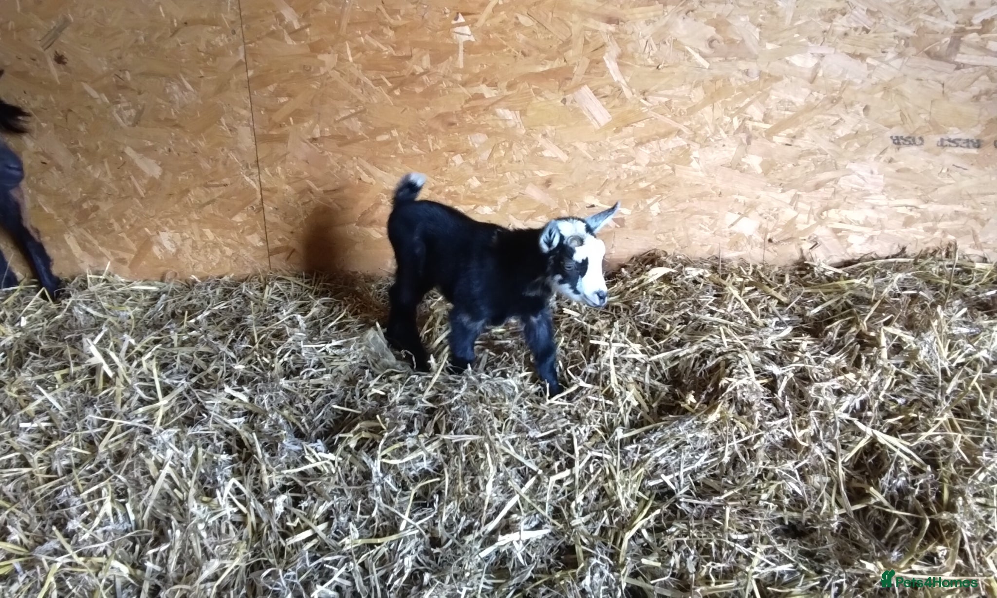Goats livestock Pygmy goat kids (debudded) for sale  - Advert 7