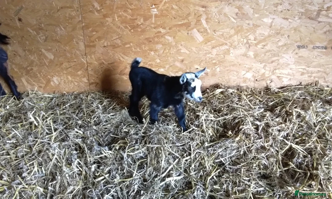 Goats livestock for sale: Pygmy goat kids (debudded) for sale  - Advert 1