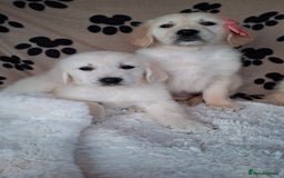 Golden Retriever dogs for sale: Kc, health tested, show type, golden retrievers. - Advert 25