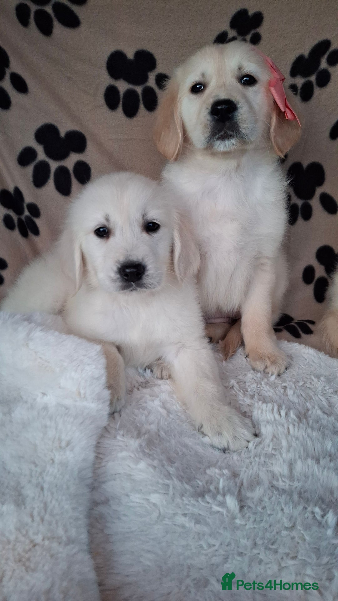 Golden Retriever dogs for sale: Kc, health tested, show type, golden retrievers. - Advert 25