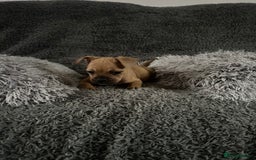 Mixed Breed dogs for sale: Rare breed French Bulldog x English bulldog   - Image 17