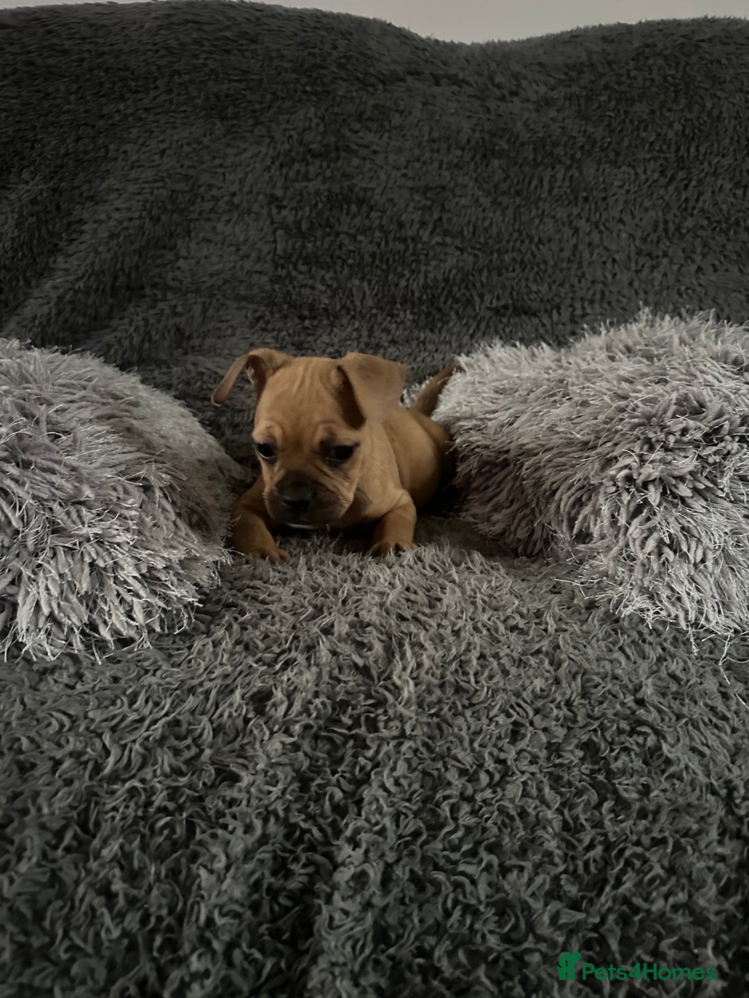 Mixed Breed dogs for sale: Rare breed French Bulldog x English bulldog   - Image 17