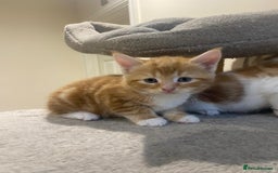 Mixed Breed cats for sale: Stunningly Gorgeous ginger kittens - Image 3