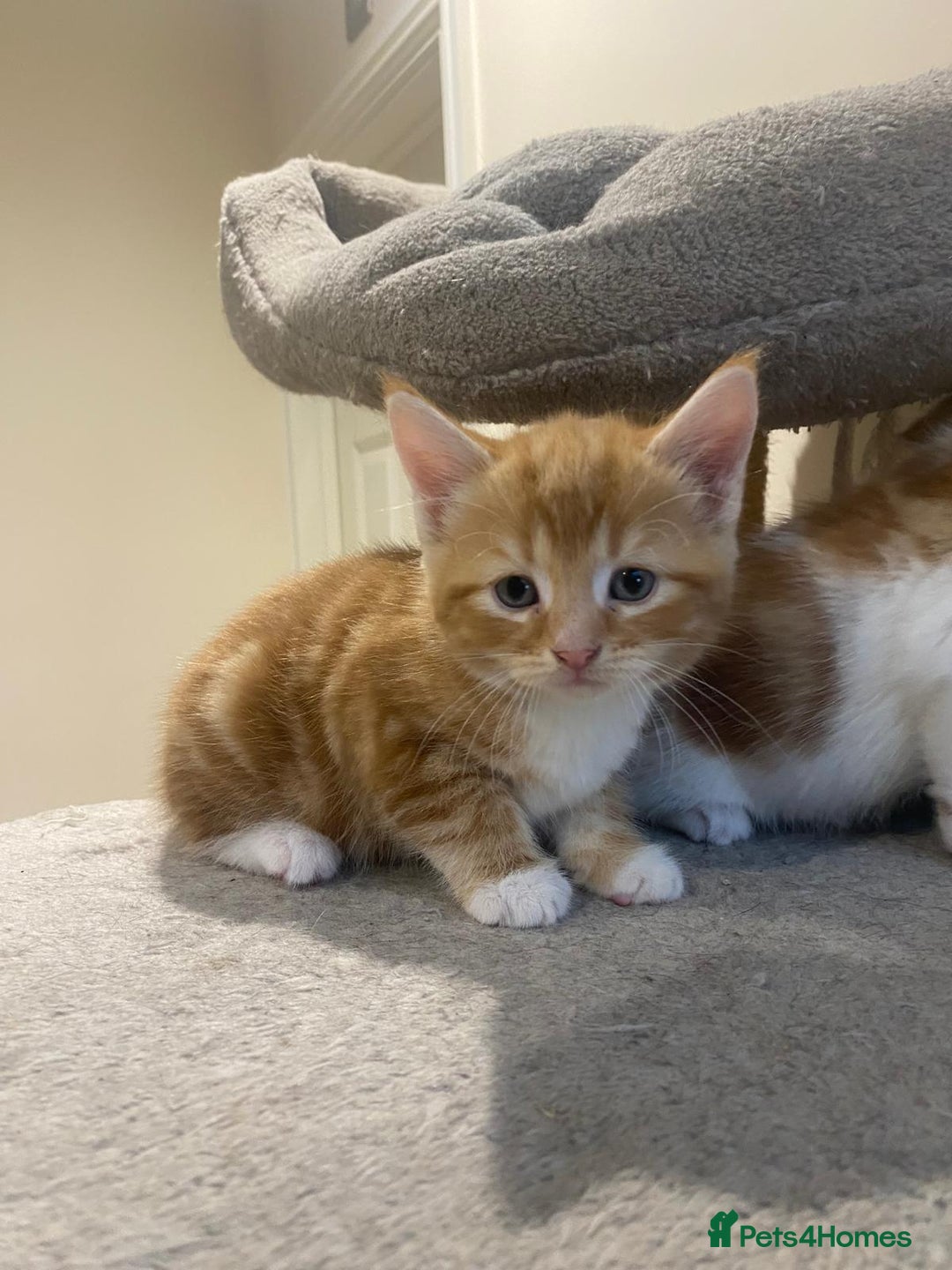 Mixed Breed cats for sale: Stunningly Gorgeous ginger kittens - Image 3