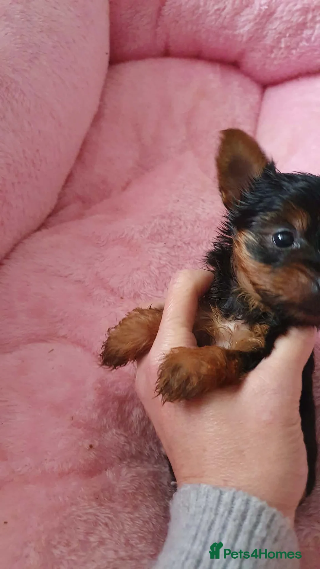 Yorkshire Terrier dogs for sale: Yorkshire terrier puppies  - Advert 2