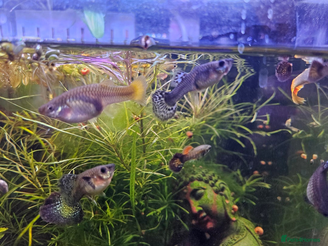 Other/Mixed Breed fish for sale: Guppy females and fry for sale - Advert 1