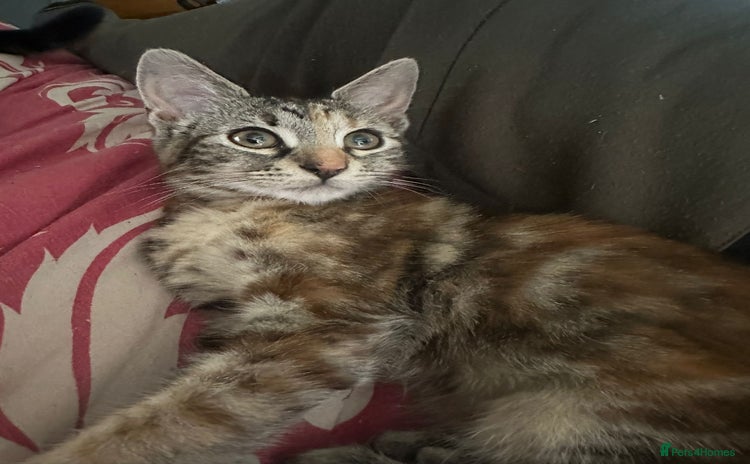 Mixed Breed cats - Advert 3