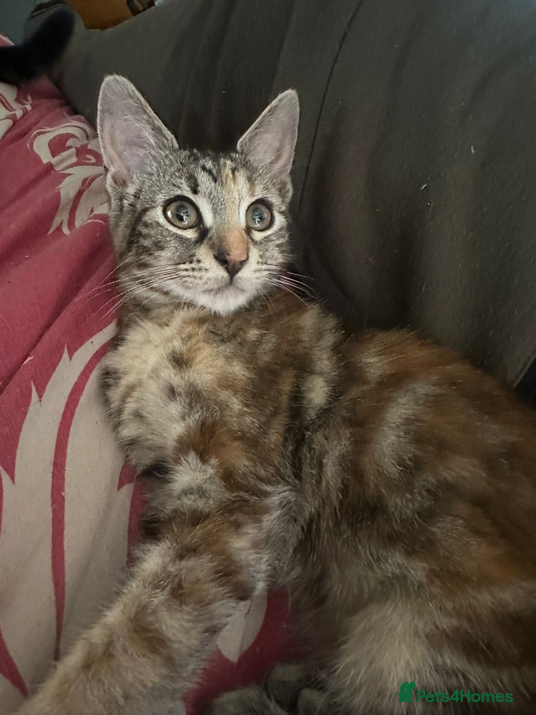 Mixed Breed cats for sale: 5 baby’s ready for there forever homes  - Image 1