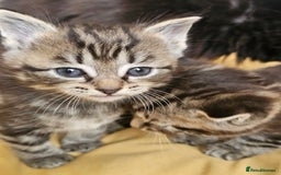 Toybob cats for sale: Bengal / Ragdoll  - Image 7