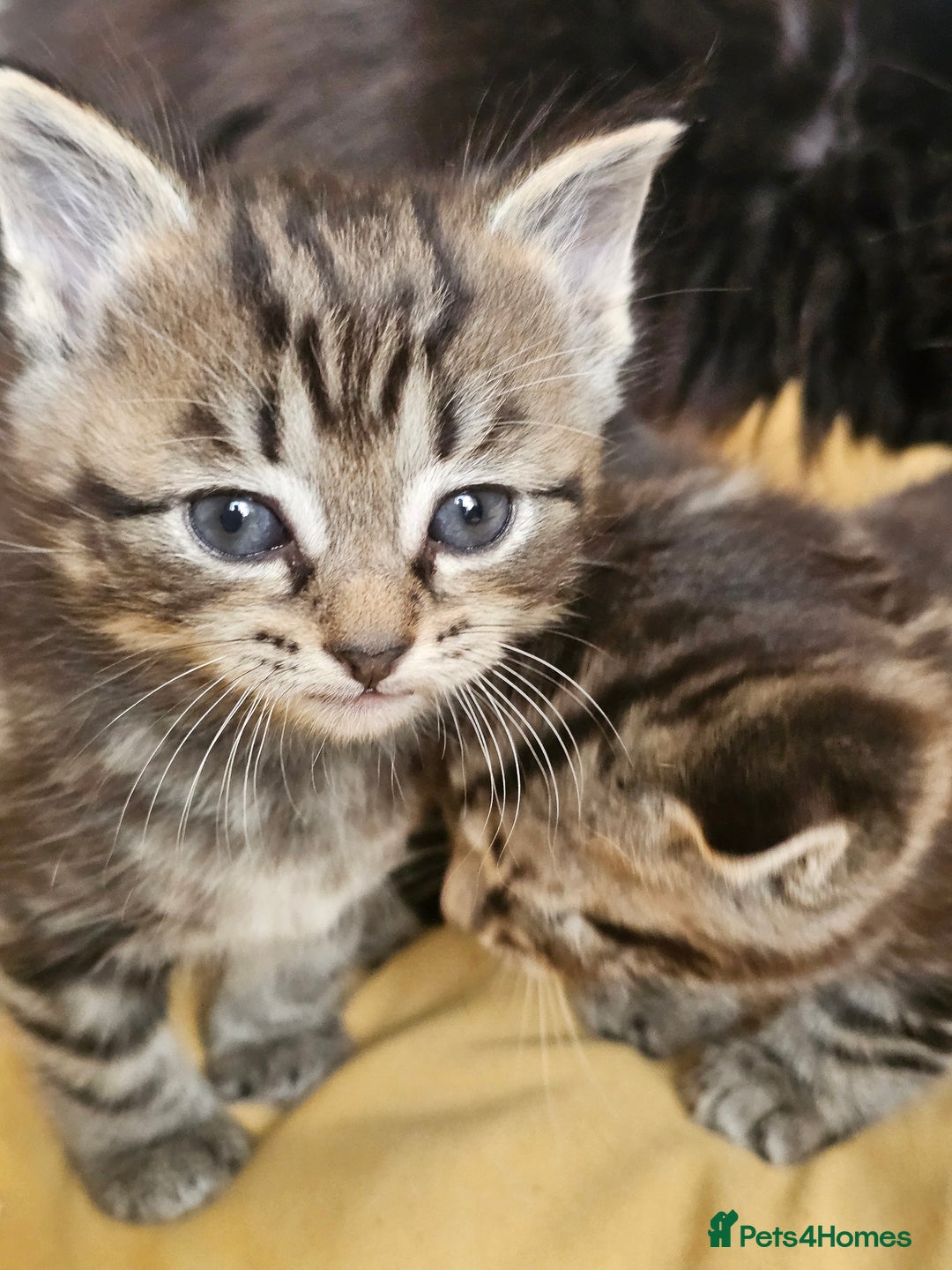 Toybob cats for sale: Bengal / Ragdoll  - Image 7