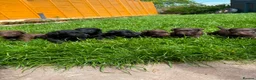Patterdale Terrier dogs for sale: Beautiful 6 lovely patterdale  - Advert 4