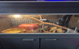 Snake reptiles for sale:  very tame banana pastel ball python and enclosure - Image 2