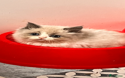 Ragdoll cats for sale: Ragdoll x Persian kittens  - Image 1