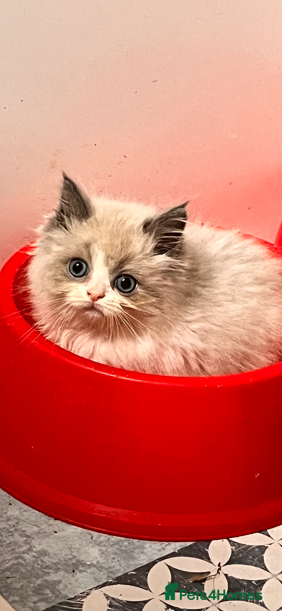 Ragdoll cats for sale: Ragdoll x Persian kittens  - Image 1
