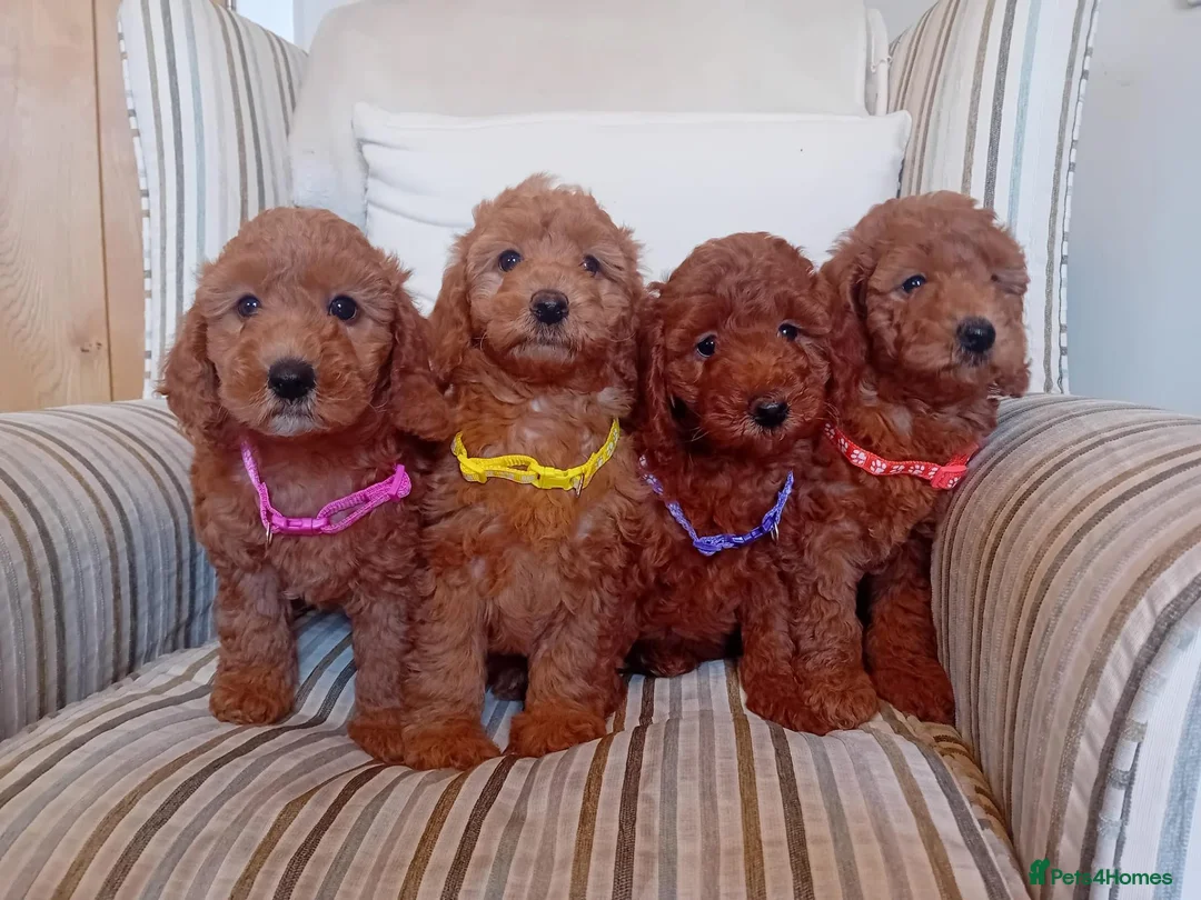 Mini Goldendoodle dogs for sale: Stunning Goldendoodle Puppies - Advert 1