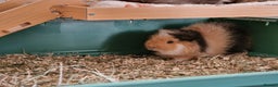 Guinea Pig rodents for sale: Swiss Boars Barney & Fred - Advert 5