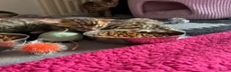 Bengal cats for sale: Stunning Bengal Kittens  - Advert 3