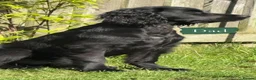 Cockerdor dogs for sale: Gorgeous cockerdor puppies  in Bridlington - Advert 2