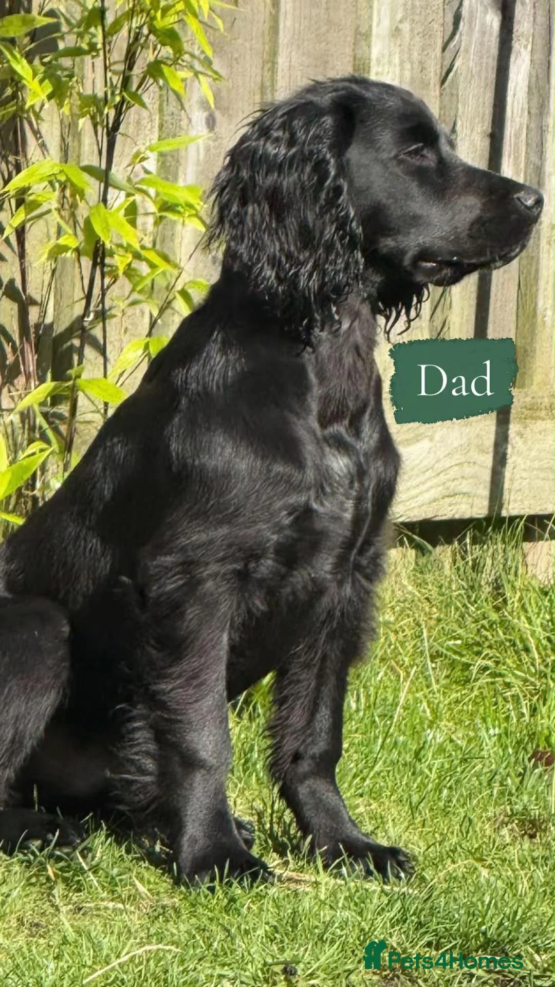 Cockerdor dogs for sale: Gorgeous cockerdor puppies  in Bridlington - Advert 2