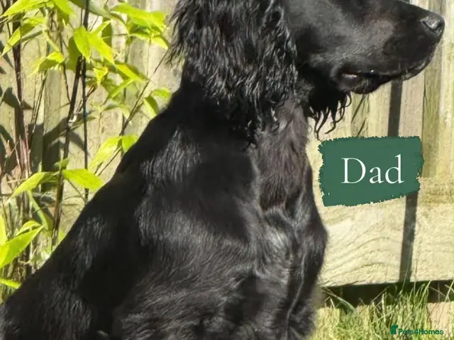 Cockerdor dogs for sale: Gorgeous cockerdor puppies - Advert 2