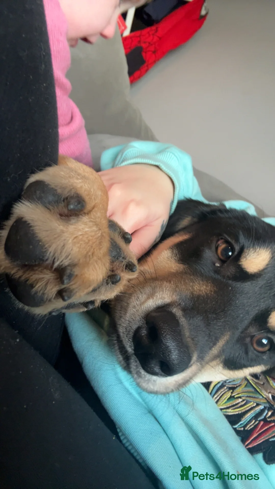 Mixed Breed dogs for sale: Borador  in York - Advert 3