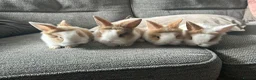 Mini Lion Lop rabbits for sale:  Beautiful Mini Lionhead Rabbit Babies 🐰 in Birmingham - Advert 5