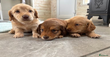 Mixed Breed dogs - Advert 4