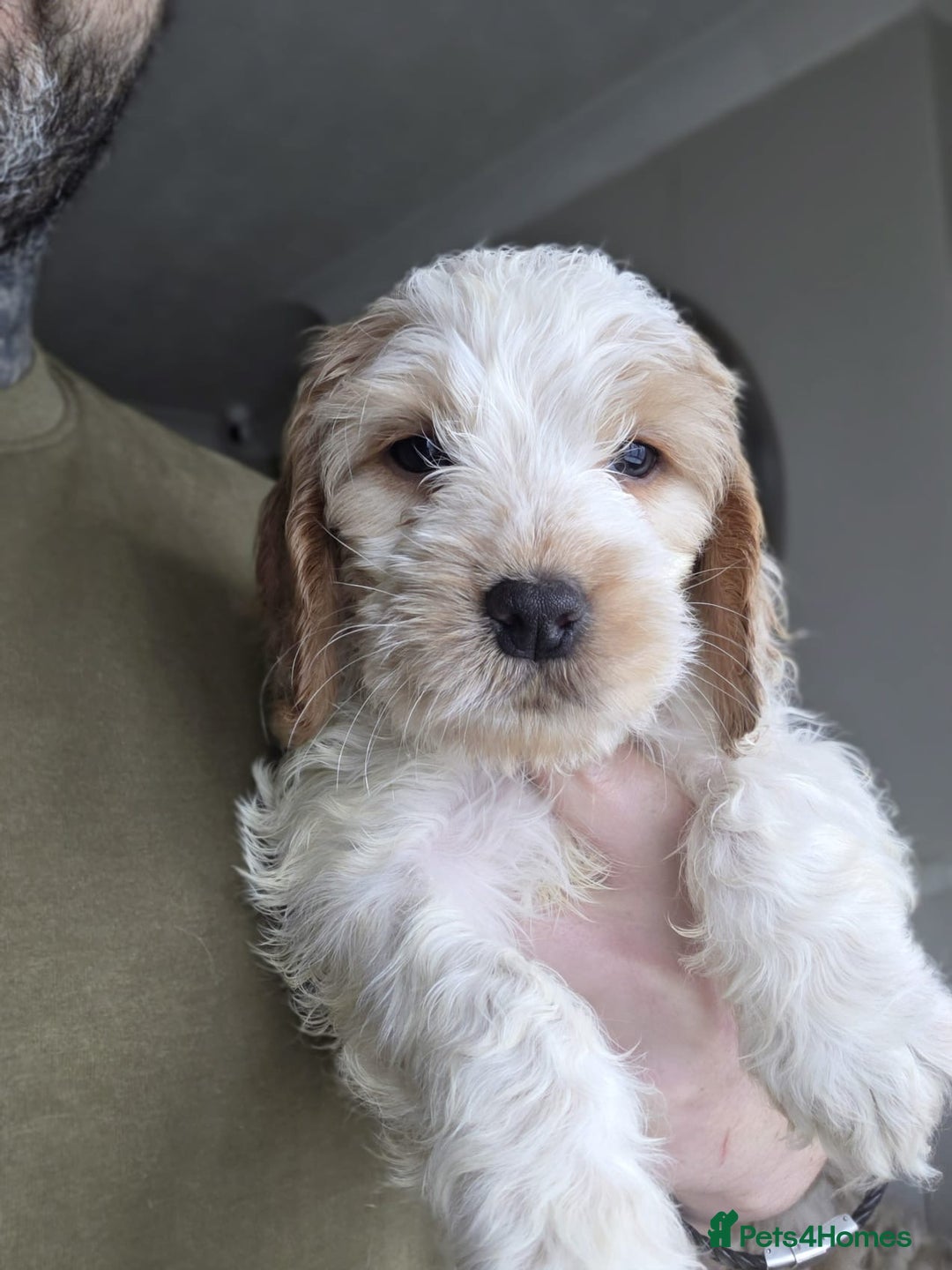 Cockapoo dogs for sale: Beautiful cockapoo’s  - Advert 3