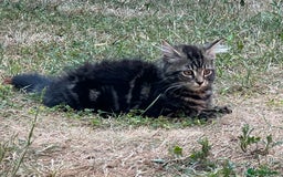Mixed Breed cats for sale: 2 beautiful kittens looking for a new home - Image 11