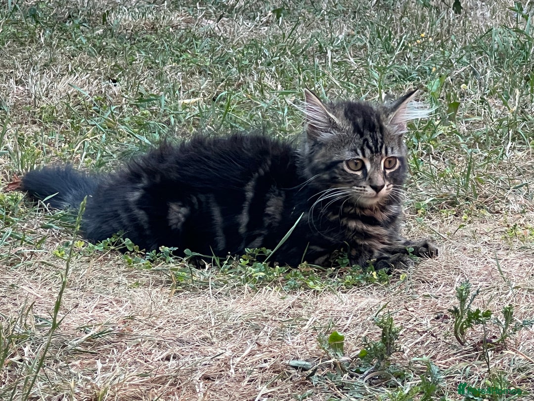 Mixed Breed cats for sale: 2 beautiful kittens looking for a new home - Image 11