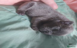 French Bulldog dogs for sale: 3 males left  - Image 4