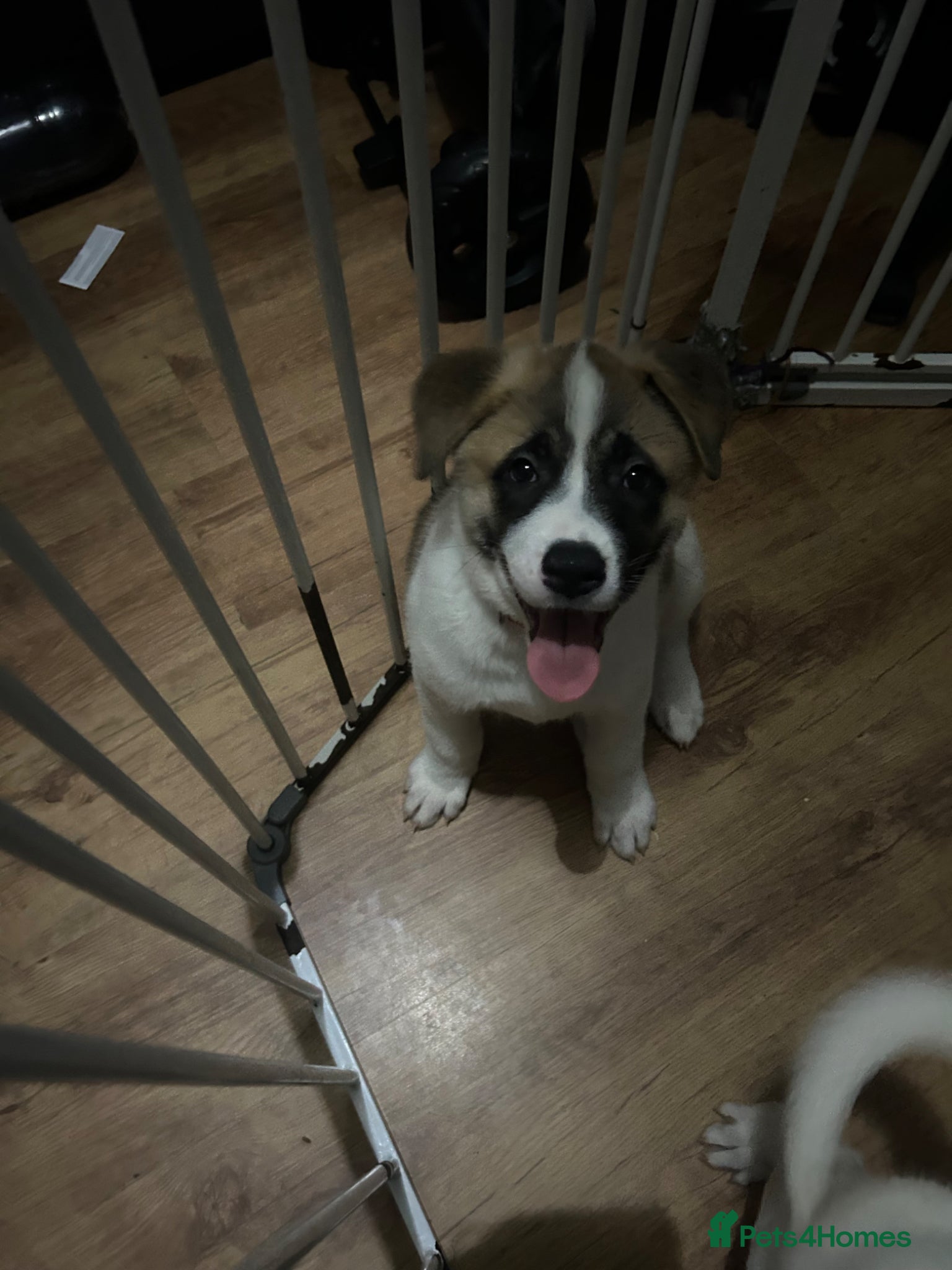 Akita dogs 7 beautiful Akita pups  - Advert 8
