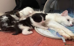 Maine Coon cats for sale: Angora x main coon kittens - Image 6