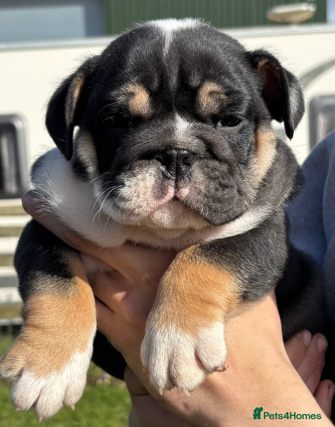 English Bulldog dogs for sale: Bulldog puppies  - Advert 2
