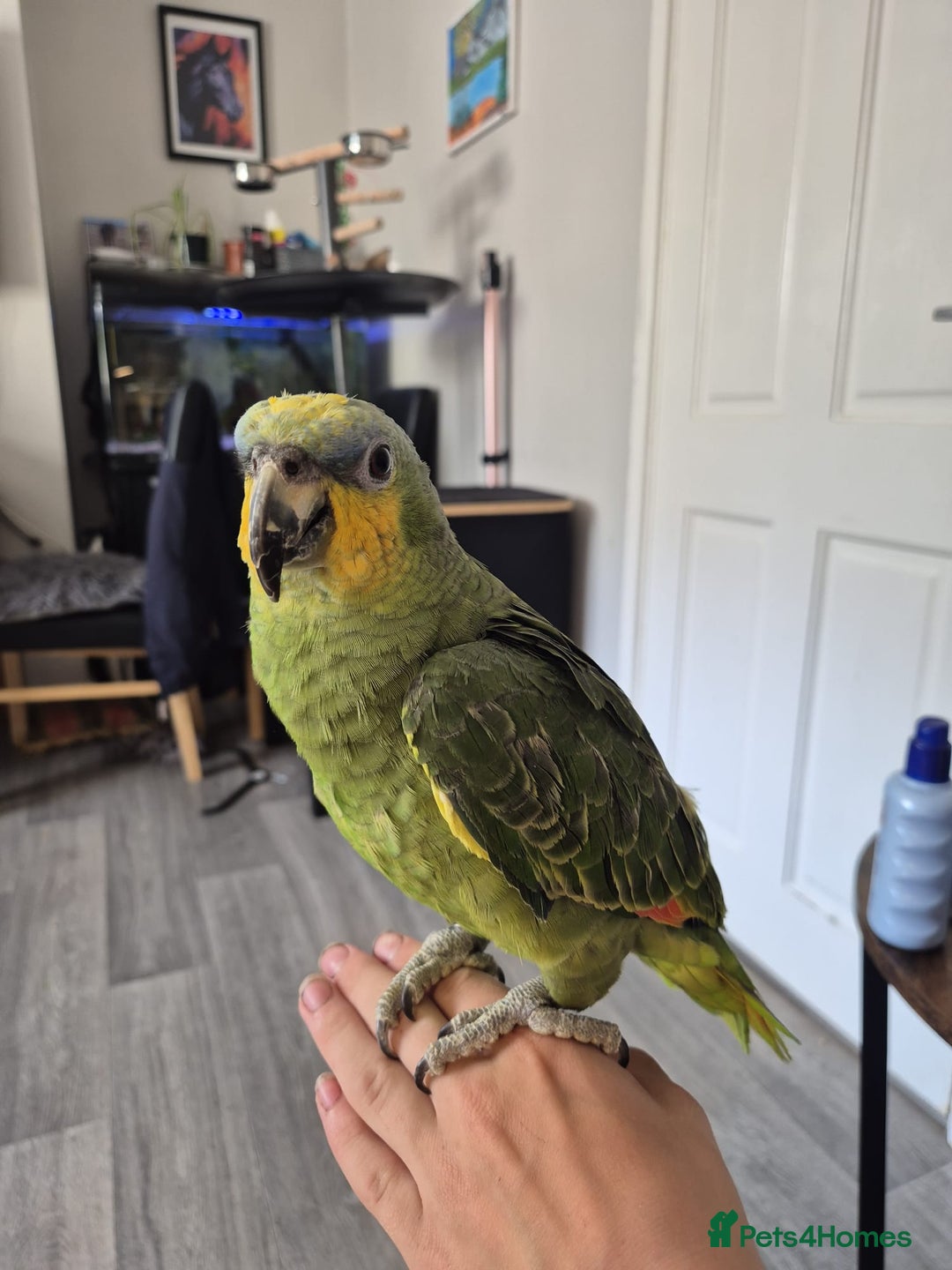 Parrots birds for sale: Beautiful Amazon parrot - Advert 4