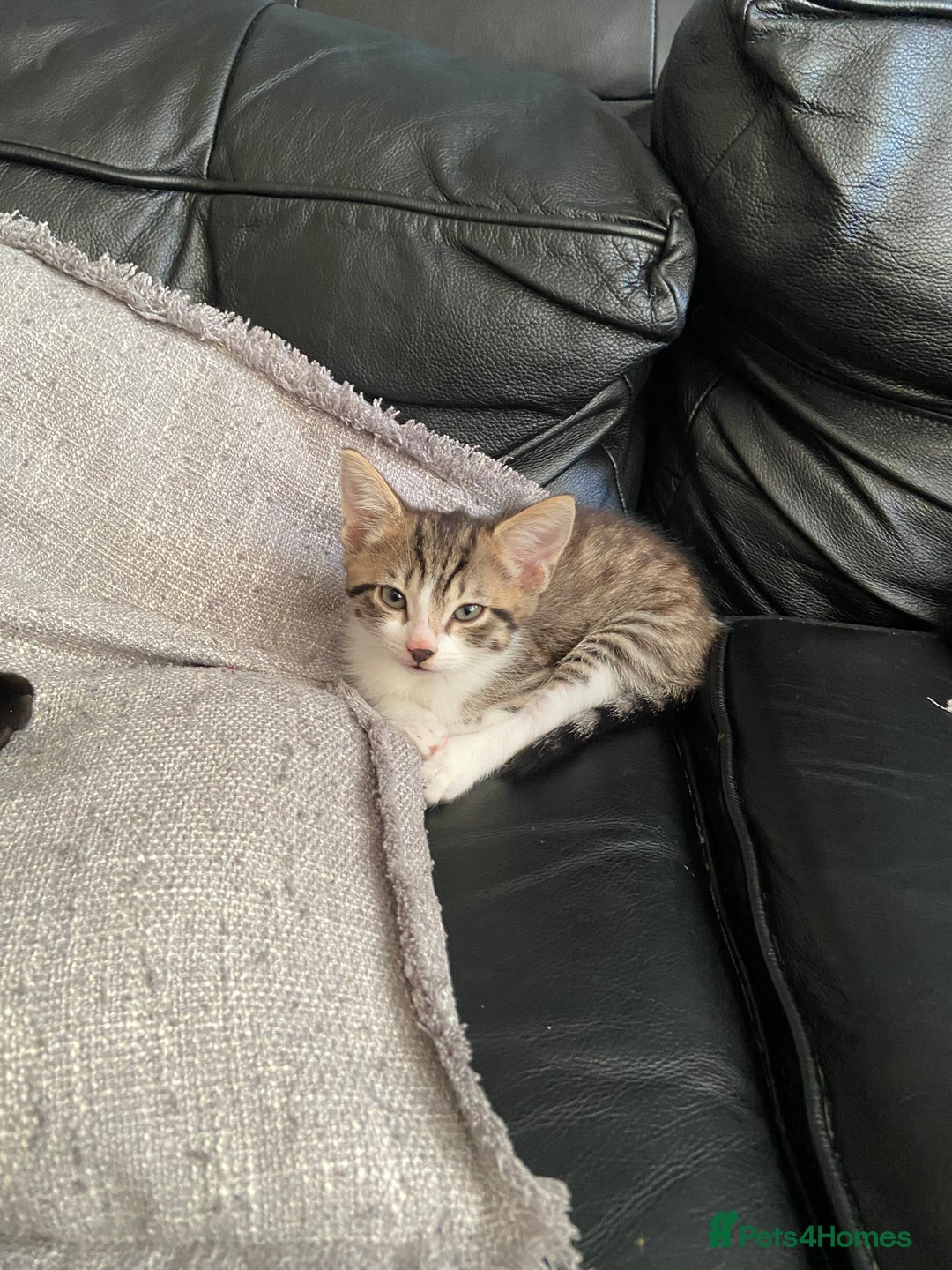 British Shorthair cats for sale: Beautiful little fella - Image 3