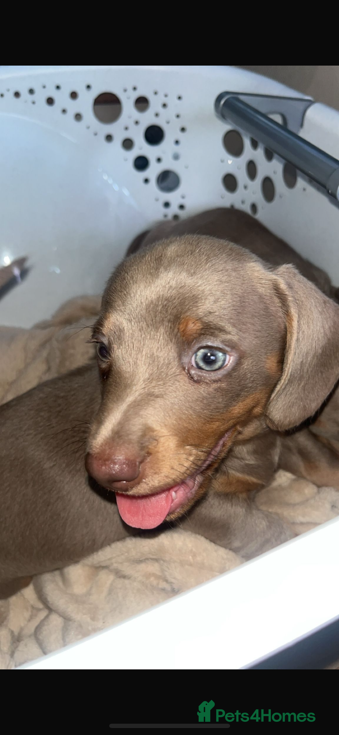 Miniature Dachshund dogs for sale: Miniature dachshund puppies  - Image 5