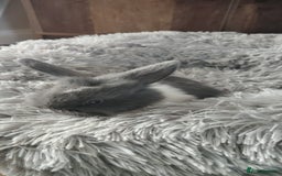 Mini Lop rabbits for sale: Beautiful Mini Lop Babies - 6 to choose from  - Image 30