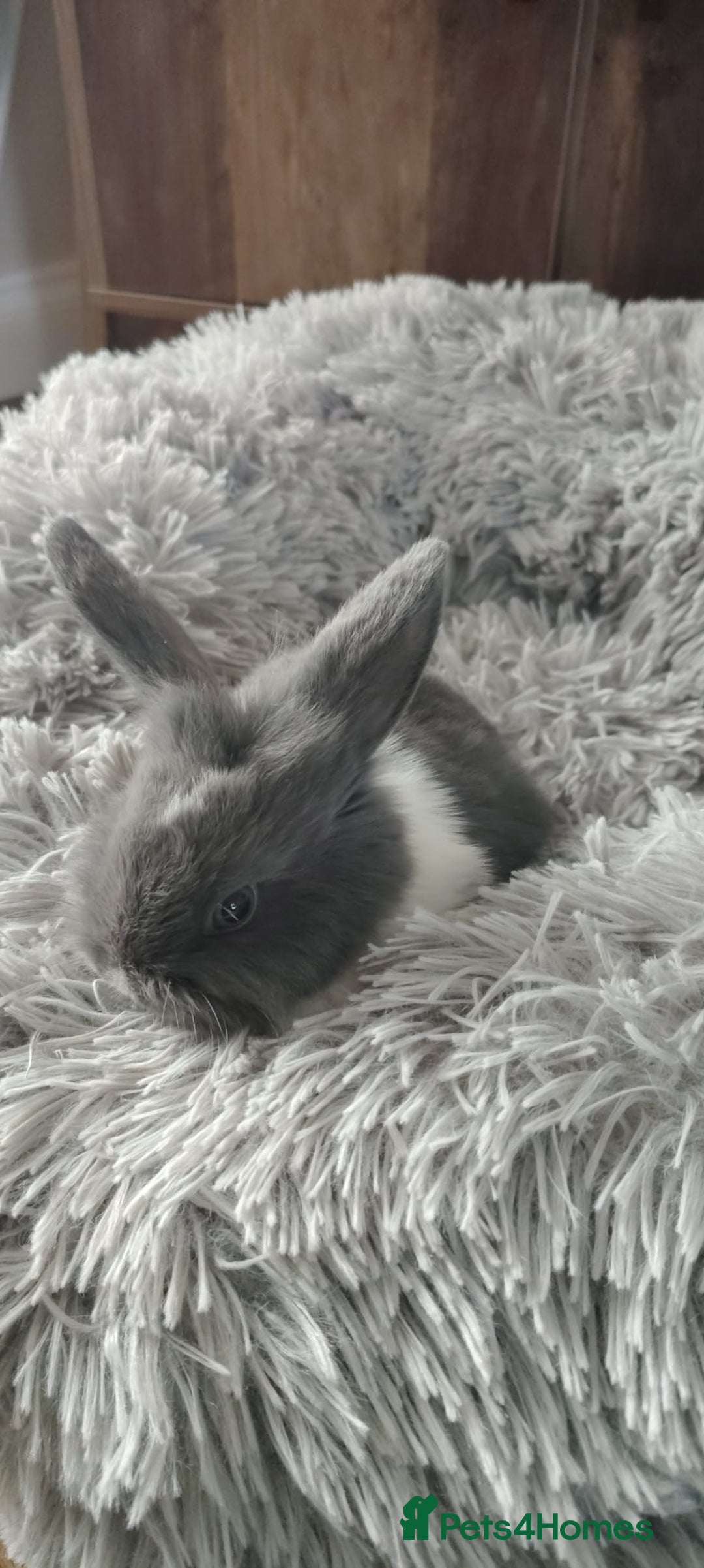 Mini Lop rabbits for sale: Beautiful Mini Lop Babies - 6 to choose from  - Image 30