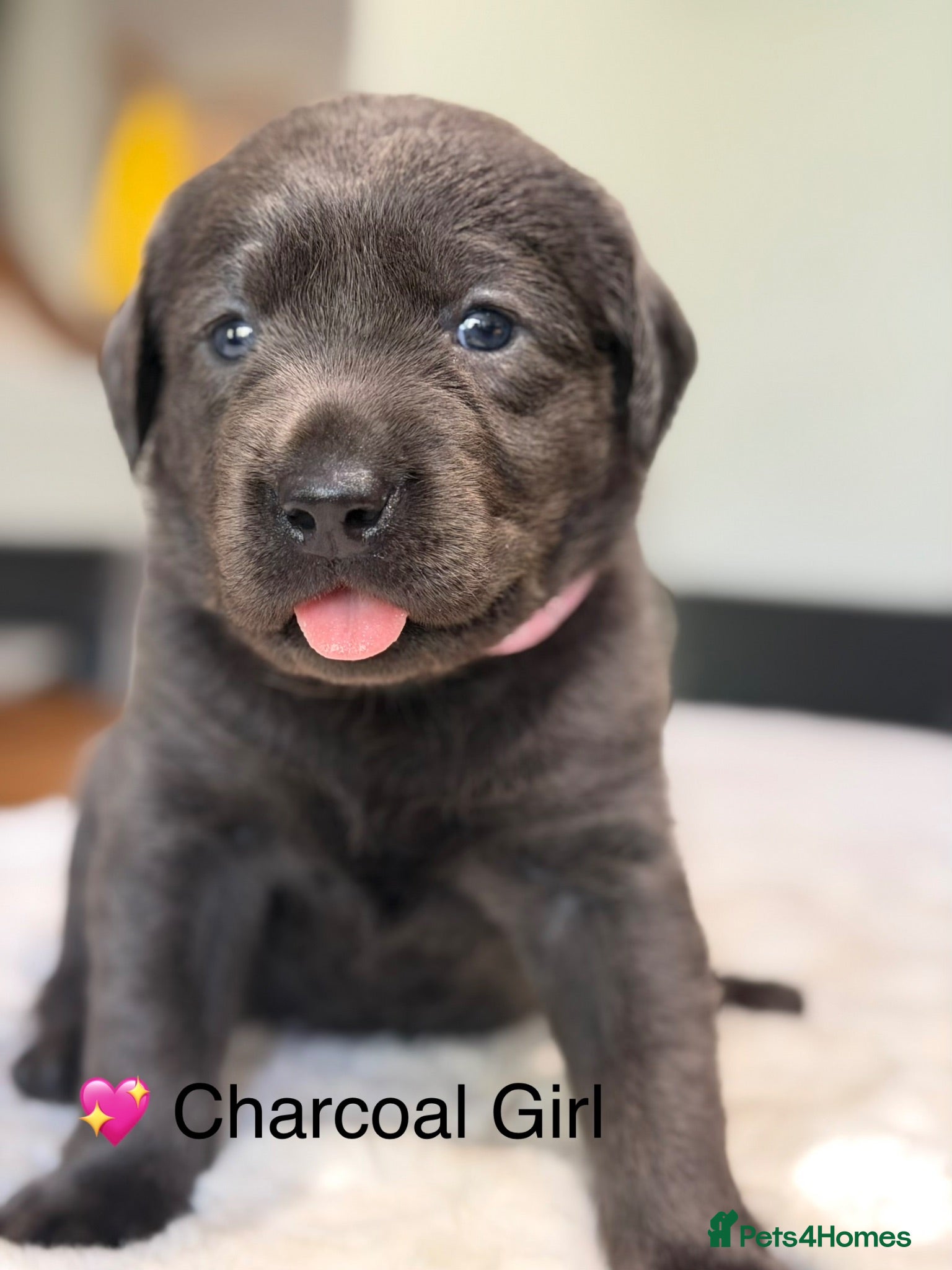 Labrador Retriever dogs Exceptionally health tested Kc reg Labrador pups - Advert 1