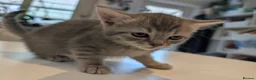 Mixed Breed cats for sale: Scottish straight, turquoise shell adorable 🥰  - Advert 31
